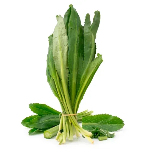 Culantro Coyote En Rollo