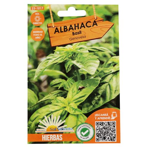 Semillas Albahaca Sol Naciente